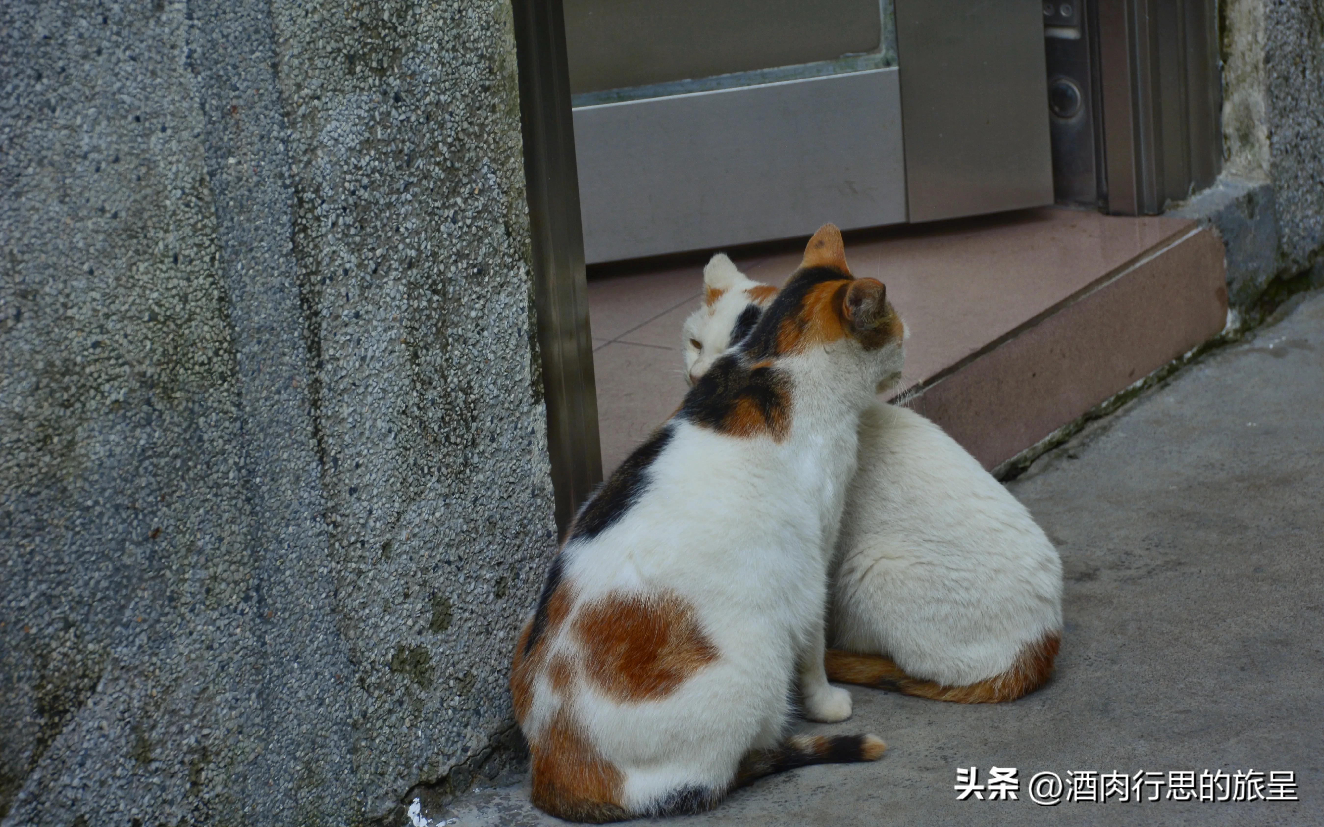 女高中生结婚记